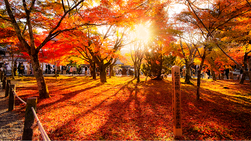 秋の京都のまとめ